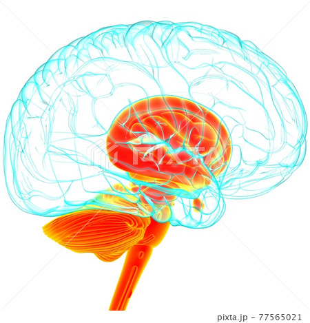Human Brain inner parts Anatomy For Medical Concept 3D Human Brain inner parts Anatomy For Medical Concept 3D 77565021