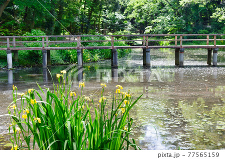 大町公園のキショウブ(千葉県市川市大町自然観察園) 大町公園のキショウブ(千葉県市川市大町自然観察園) 77565159