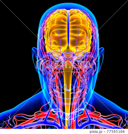Human Brain Anatomy For Medical Concept 3D Human Brain Anatomy For Medical Concept 3D 77565166