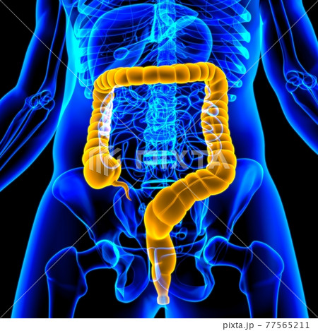 Large Intestine 3D Illustration Human Digestive System Anatomy 77565211