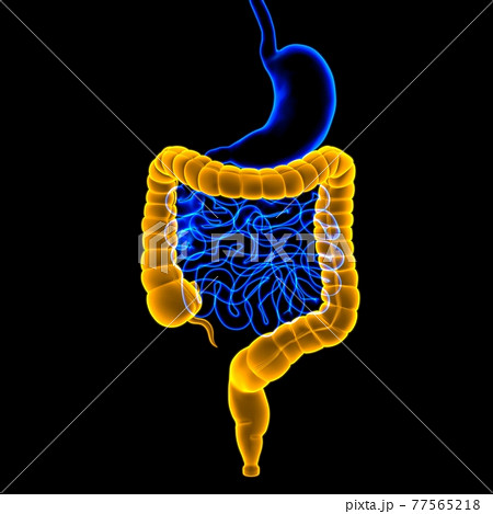 Large Intestine 3D Illustration Human Digestive System Anatomy 77565218