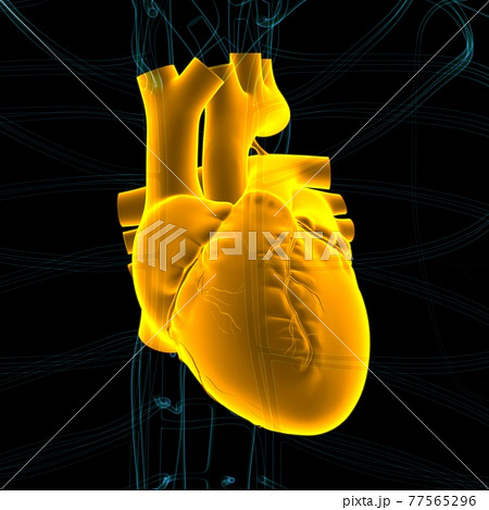 Human Heart Anatomy For Medical Concept 3D Human Heart Anatomy For Medical Concept 3D 77565296
