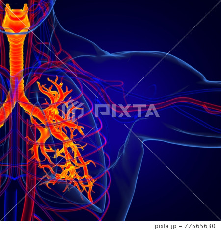 Lungs Human Respiratory System Anatomy For Medical Concept 3D Rendering Lungs Human Respiratory System Anatomy For Medical Concept 3D Rendering 77565630