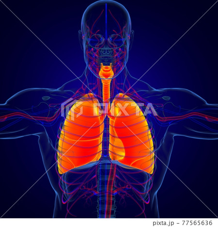 Lungs Human Respiratory System Anatomy For Medical Concept 3D Rendering Lungs Human Respiratory System Anatomy For Medical Concept 3D Rendering 77565636