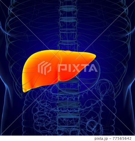 Liver 3D Illustration Human Digestive System Anatomy 77565642