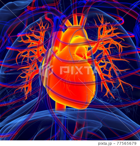Lungs Human Respiratory System Anatomy For Medical Concept 3D Rendering Lungs Human Respiratory System Anatomy For Medical Concept 3D Rendering 77565679