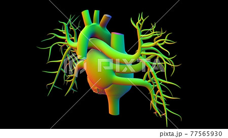 Human Heart Anatomy For Medical Concept 3D Rendering Human Heart Anatomy For Medical Concept 3D Rendering 77565930