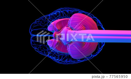 Human Brain inner parts Anatomy For Medical Concept 3D Rendering 77565950