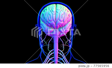 Human Brain Anatomy For Medical Concept 3D Human Brain Anatomy For Medical Concept 3D 77565956