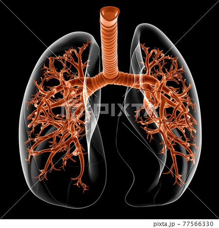 Lungs Human Respiratory System Anatomy For Medical Concept 3D Lungs Human Respiratory System Anatomy For Medical Concept 3D 77566330
