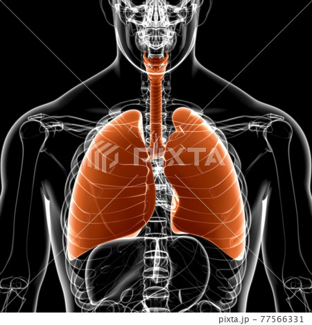 Lungs Human Respiratory System Anatomy For Medical Concept 3D Lungs Human Respiratory System Anatomy For Medical Concept 3D 77566331