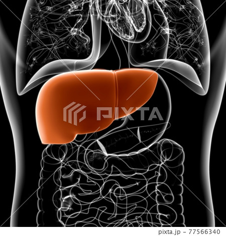 Liver 3D Illustration Human Digestive System Anatomy 77566340