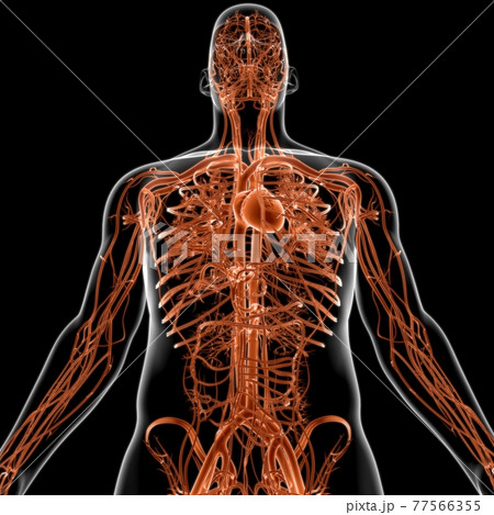 Human Heart With Circulatory System Anatomy For Medical Concept 3D 77566355