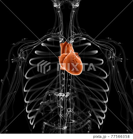 Human Heart Anatomy For Medical Concept 3D Human Heart Anatomy For Medical Concept 3D 77566358
