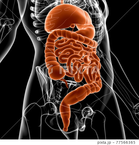 Human Digestive System Anatomy For Medical Concept 3D Human Digestive System Anatomy For Medical Concept 3D 77566365