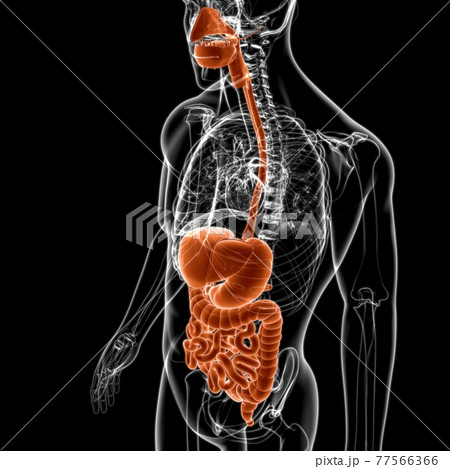 Human Digestive System Anatomy For Medical Concept 3D 77566366