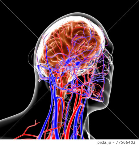 Human Brain Anatomy For Medical Concept 3D Human Brain Anatomy For Medical Concept 3D 77566402