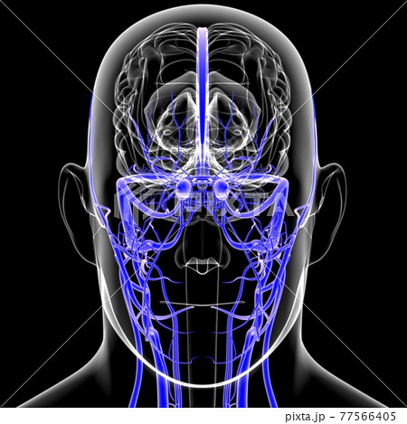 Human Arteries And Veins For Medical Concept 3D Human Arteries And Veins For Medical Concept 3D 77566405