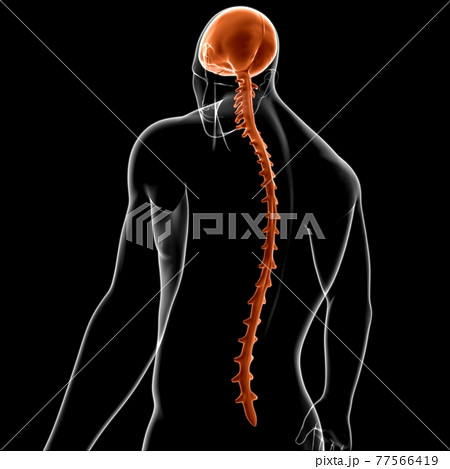 Dura mater Anatomy For Medical Concept 3D Dura mater Anatomy For Medical Concept 3D 77566419