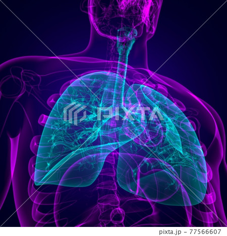 Lungs Human Respiratory System Anatomy For Medical Concept 3D Lungs Human Respiratory System Anatomy For Medical Concept 3D 77566607