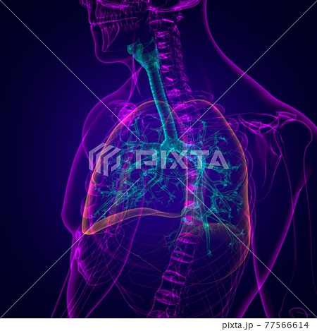 Lungs Human Respiratory System Anatomy For Medical Concept 3D 77566614