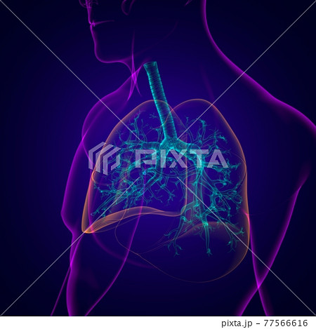 Lungs Human Respiratory System Anatomy For Medical Concept 3D 77566616