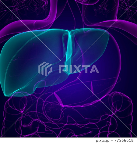 Liver 3D Illustration Human Digestive System Anatomy Liver 3D Illustration Human Digestive System Anatomy 77566619