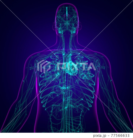Human Heart With Circulatory System Anatomy For Medical Concept 3D 77566633