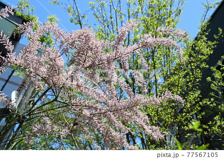 ギョリュウ（御柳） 77567105