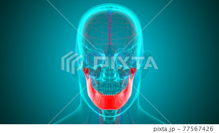 Human Skeleton Skull Mandible Bone Anatomy For Medical Concept Human Skeleton Skull Mandible Bone Anatomy For Medical Concept 77567426