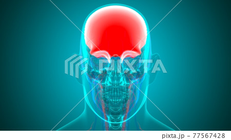 Human Skeleton Skull Frontal Bone Anatomy For Medical Concept 77567428
