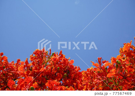 Red Caesalpinia pulcherrima in summer season in the garden and blurred sky background image. Red Caesalpinia pulcherrima in summer season in the garden and blurred sky background image. 77567469