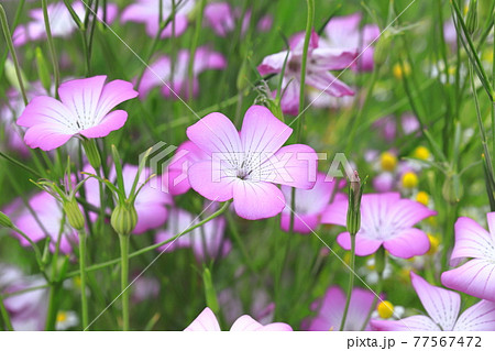 風にゆれるムギナデシコの花 風にゆれるムギナデシコの花 77567472