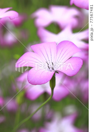 風にゆれるムギナデシコの花 77567481