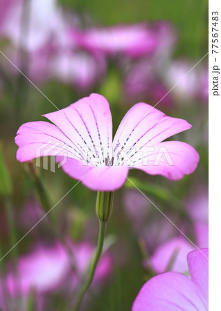 風にゆれるムギナデシコの花 風にゆれるムギナデシコの花 77567483