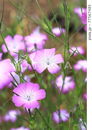 風にゆれるムギナデシコの花 77567485