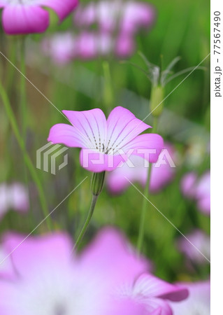 風にゆれるムギナデシコの花 77567490