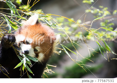 竹を食べるレッサーパンダ 77567531