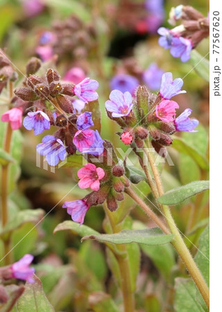 Common lungwort flower Pulmonaria officinalis Common lungwort flower Pulmonaria officinalis 77567620