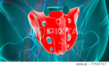 Human skeleton anatomy Sacral Bone 3D Rendering Human skeleton anatomy Sacral Bone 3D Rendering 77567717