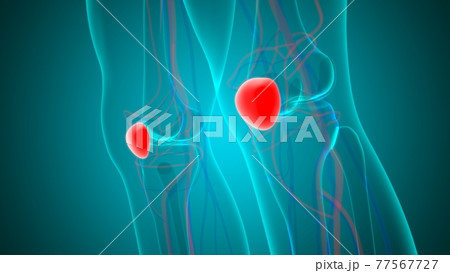 Human skeleton anatomy Patella Bone 3D Rendering Human skeleton anatomy Patella Bone 3D Rendering 77567727