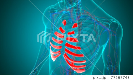 Human skeleton anatomy Costal Cartilage 3D Rendering Human skeleton anatomy Costal Cartilage 3D Rendering 77567743