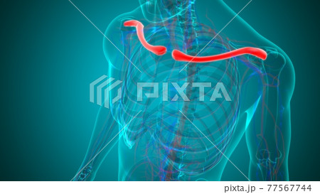 Human skeleton anatomy Clavicle Bones 3D Rendering Human skeleton anatomy Clavicle Bones 3D Rendering 77567744