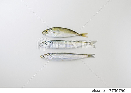 アジ サバ イワシ 稚魚の写真素材