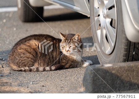 くつろぐ猫 77567911