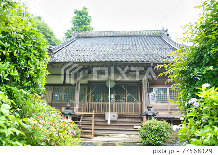 あじさい寺・長法寺の雨に濡れる本堂　岡山県津山市 77568029