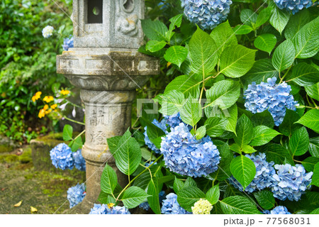 長法寺の石灯籠と雨に濡れるアジサイ 岡山県津山市 長法寺の石灯籠と雨に濡れるアジサイ 岡山県津山市 77568031