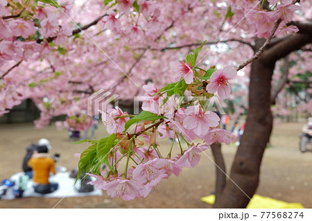 林試の森公園の河津桜 77568274