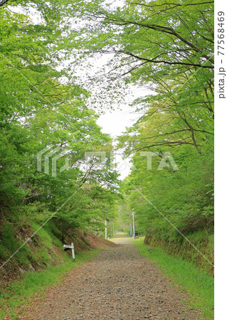 5月の旧国鉄篠ノ井線廃線敷 77568469