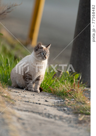 外で暮らす猫 77568482